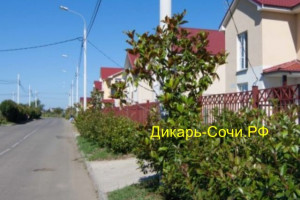 Адлер гостевой дом «Дарина» по ул. Хоккейная, 39 Адлер гостевой дом «Дарина» по ул. Хоккейная, 39